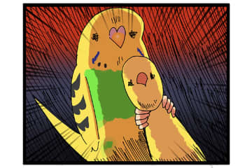 お気に入りグッズを救出!? セキセイインコの変わったおもちゃ遊び記録【鳥マンガ #125】