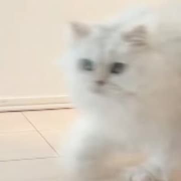 小学校へ行く準備をするお姉ちゃんに『頑張ってついて行く猫』→家族が撮影していると…「可愛すぎてキュッとなった」「思わず保存した」と反響