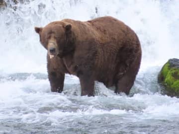 「太ったクマ選手権」、今年の優勝はチャンク　あごのけがにも負けず