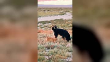 猫とマスティフ、種を超えた友情　中国内モンゴル自治区