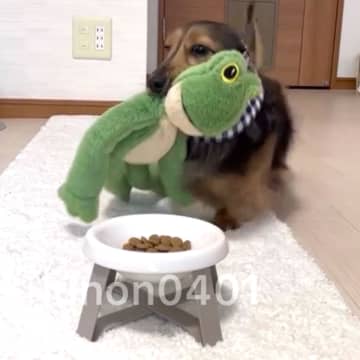 「食べてワン！」ぬいぐるみにご飯を食べさせたい犬が天使すぎる「一緒に食べると美味しいよね！」