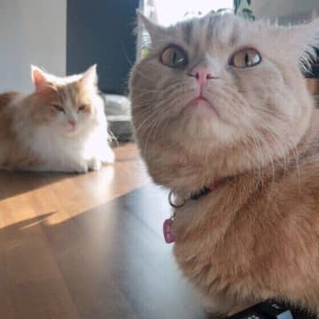 寒暖差で体調を崩す猫も…　猫が人より寒さに敏感な理由を獣医師がわかりやすく解説