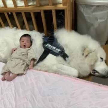 0歳児に“ベッド扱い”されるモフモフ大型犬＆腕枕される猫の2年後の姿が尊い「守り神のよう」「まるでジブリの世界」