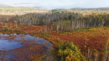 秋の霧に包まれる山林　中国内モンゴル自治区