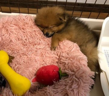 “電池切れ”で寝落ちしたあどけないポメラニアンの子犬→5年後には“家族を100％信じる”コに成長！