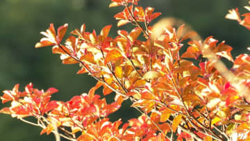 秋の行楽シーズン突入…冷え込みで進む紅葉の見頃いつまで　シャインマスカット寒暖差で甘み増　もうすぐお月見“お化けススキ”とパシャリ