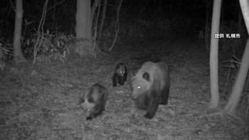 札幌市内でクマ目撃相次ぐ…住宅街近くでクマの親子や単独で歩く姿が　各地で警戒続く　北海道