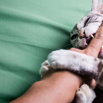 猫に『本気噛み』されると危険な理由3つ　放置してはいけない？適切な対処法とは
