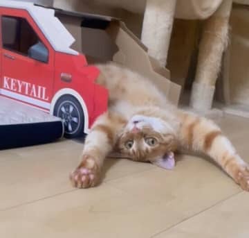 だら〜んと大開放！　車型ハウスからはみ出す元保護猫の“バンザイポーズ”に笑いがこみ上げる