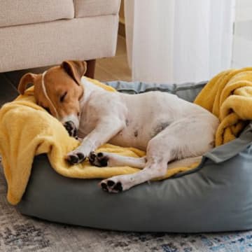 犬を『寝かせてはいけない』場所５選　NGな寝床が引き起こす危険なトラブルとは？