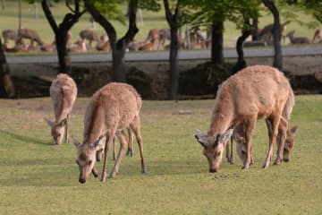 日本テレビが奈良公園のシカ報道で注意喚起「誹謗中傷は慎んで」