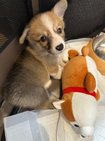 不安そうな表情を浮かべる生後2カ月コーギー子犬→1年後にはぐんと大きく成長！ソファでくつろぐ姿にほっこり