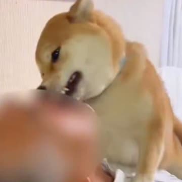 『許してくれ…！』帰宅したお父さん→犬がお出迎えをして…思った以上に激しい『おかえりなさいの儀式』に１万いいね「溺れかけてて草」と絶賛