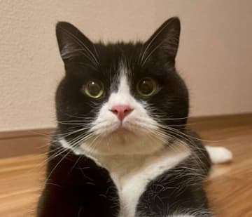 足の毛柄が「片足だけハイソックス」な猫　愛らしいチャームポイントがXで大反響！