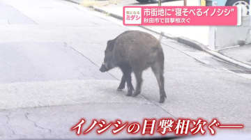 市街地に"寝そべるイノシシ"が秋田市で目撃相次ぐ