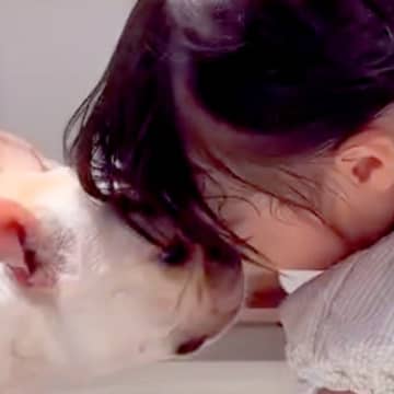 手術をした1歳の女の子→2週間ぶりに『犬と再会した』結果…あまりにも尊い『感動のおかえりなさい』が9万再生「うるっとした」「いい笑顔」