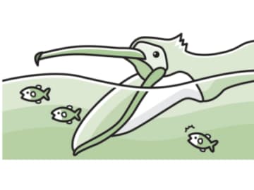 昆虫も貝も全部丸飲みする鳥は”最強の消化器官”を持っている！？【眠れなくなるほど面白い 図解 鳥の話】
