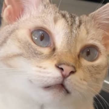 飼い主さんに気づいてほしくて……猫が見せた『コミュニケーションの取り方』が可愛すぎると１万いいね「素敵な表情」「透明感がすごい」