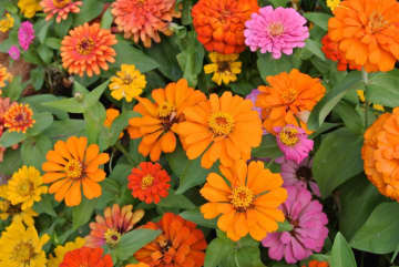 10月3日の花とは？【366日の誕生花と幸せの花言葉】