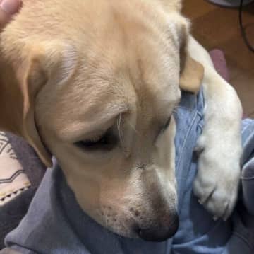 着替える飼い主を見て“仕事”と勘違い!?太ももにしがみつくラブラドールの心理とは｜獣医師解説