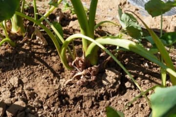 旬のおいしさを味わおう！道の駅アグリパーク竜王にて【さといも収穫体験】がスタートします☆食育にもおすすめ