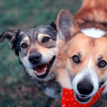 『仲が良い犬たち』がやりがちな3つの行動　コミュニケーションの意味やトラブルの可能性まで