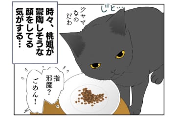 【マンガ・老猫日誌＃25】鬱陶しそうな顔をする猫…18歳の元保護猫・桃姐