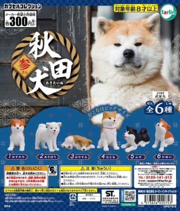 秋田犬の「おすわり」や「ふせ」など堪能！ カプセルトイ「秋田犬 参」10月7日発売