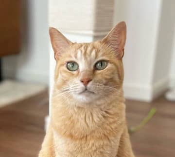おかわりが欲しくてゴハン皿の前に静かに座る猫　真剣な表情で“無言の圧”をかける様子にクスッ！