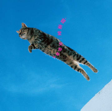 あいみょん、スピッツ、星野源、矢野顕子など… 猫がジャケットを飾る名盤たち