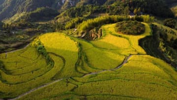 黄金色に染まる棚田　中国福建省武夷山