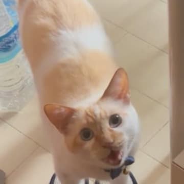 猫がスリッパのところにいると思ったら…飼い主さんが思わず笑った『まさかの瞬間』に３万いいね「後ろの分を要求してるｗ」「お行儀が良いｗ」