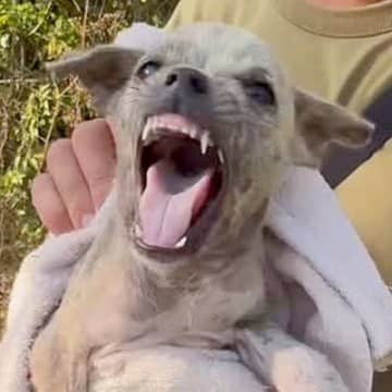 ゴミと一緒に『用水路に捨てられた子犬』を発見→保護しようとしたら…涙が止まらない『必死に自分を守ろうとする光景』が299万再生「泣いた」
