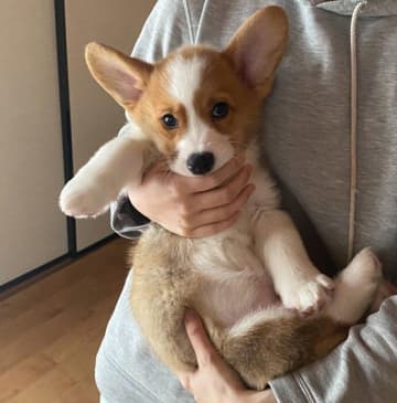 お迎え当時から前足が太かったコーギー子犬が、4カ月で驚くほど成長！ほっこりするビフォーアフター