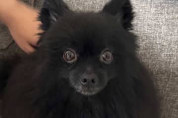 「うちのいぬ見て！」　もこもこな毛並みの黒ポメラニアン　飼い主が初めて気づいた“あるある”に反響「ちっさ！」