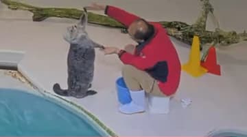 新たな「あざらし幼稚園」？　鳥羽水族館「ラッコ水槽ライブカメラ」の“破壊力”がスゴすぎると話題