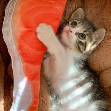 心配になるほど小さかった保護子猫→生後1カ月で「鮭の切り身」を相棒に！　ぎゅっと抱きつく姿にキュン