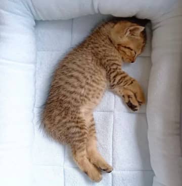 体重300gから2kg超えに！　病院職員たちに守られた保護子猫、新しい家族のもとで癒しをもたらす存在に