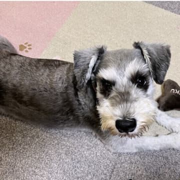 秋に気をつけたい犬の「未病」とは？　主な原因を獣医師が解説
