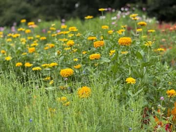 【旭区】15万本の花たち秋色に染まる！「2025年秋の里山ガーデンフェスタ」