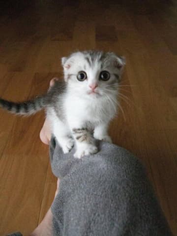 小さくて弱々しかった生後3カ月の子猫→約4年で健康に大きく成長した姿に「感慨深くて愛おしい気持ち」に！