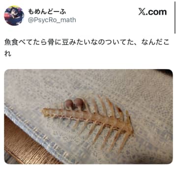 正体は一体…魚の骨についてる『謎の豆』！？見慣れない姿に「縁起物ですよ」「なると骨とか言われてるやつですね」と正体について憶測飛び交う