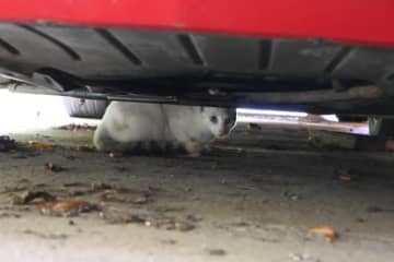 消防署に運ばれてきた子猫。挟まっていたのは……→衝撃的な1枚に「怖かったに違いない」