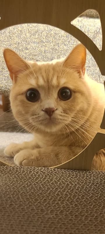 「これは事件」ぐったり横たわる猫……よく見たら？ まさかの姿に「心臓に悪い」「火曜サスペンス」SNSざわつく