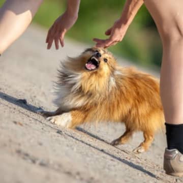 犬が『後ずさりしながら吠える』ときの理由4つ　考えられる心理から落ち着かせる対処法まで