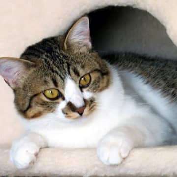 猫にとって『縄張り』が大切な2つの理由　範囲やサイン、安心できる環境の作り方まで