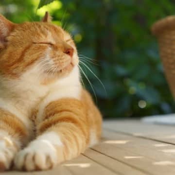 猫好きが思わずうらやむ『猫の能力や習性』4選　こんな生活を満喫してみたい…！