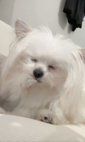 しょっちゅう顔をペロペロ洗う犬。病院へ行くと……まさかの診断結果にSNS驚き「珍しいのでは？」「君犬だよね？」