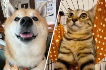 「離さにゃいニャ！」“犬吸い”？ するニャンコに7万いいね！「なんて可愛い関係でしょう」