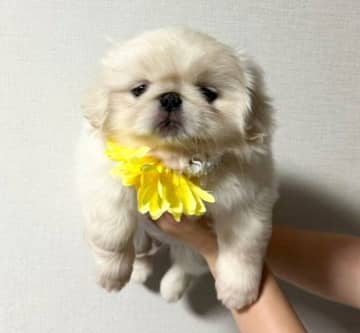 コロコロ&あどけない生後2カ月のペキニーズ子犬が立派な1才に！“成長ビフォーアフター”にキュン